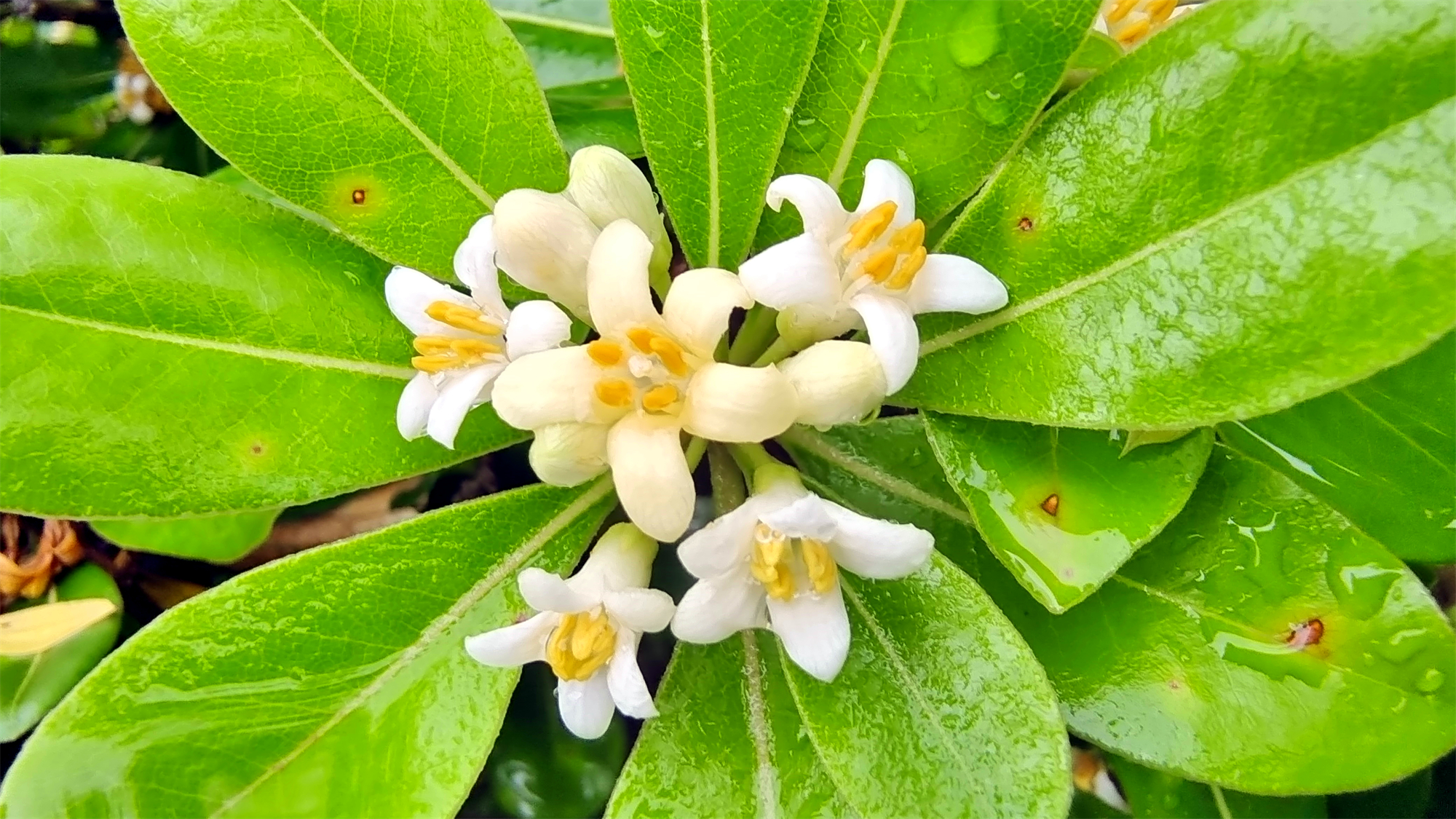 海桐花香图片