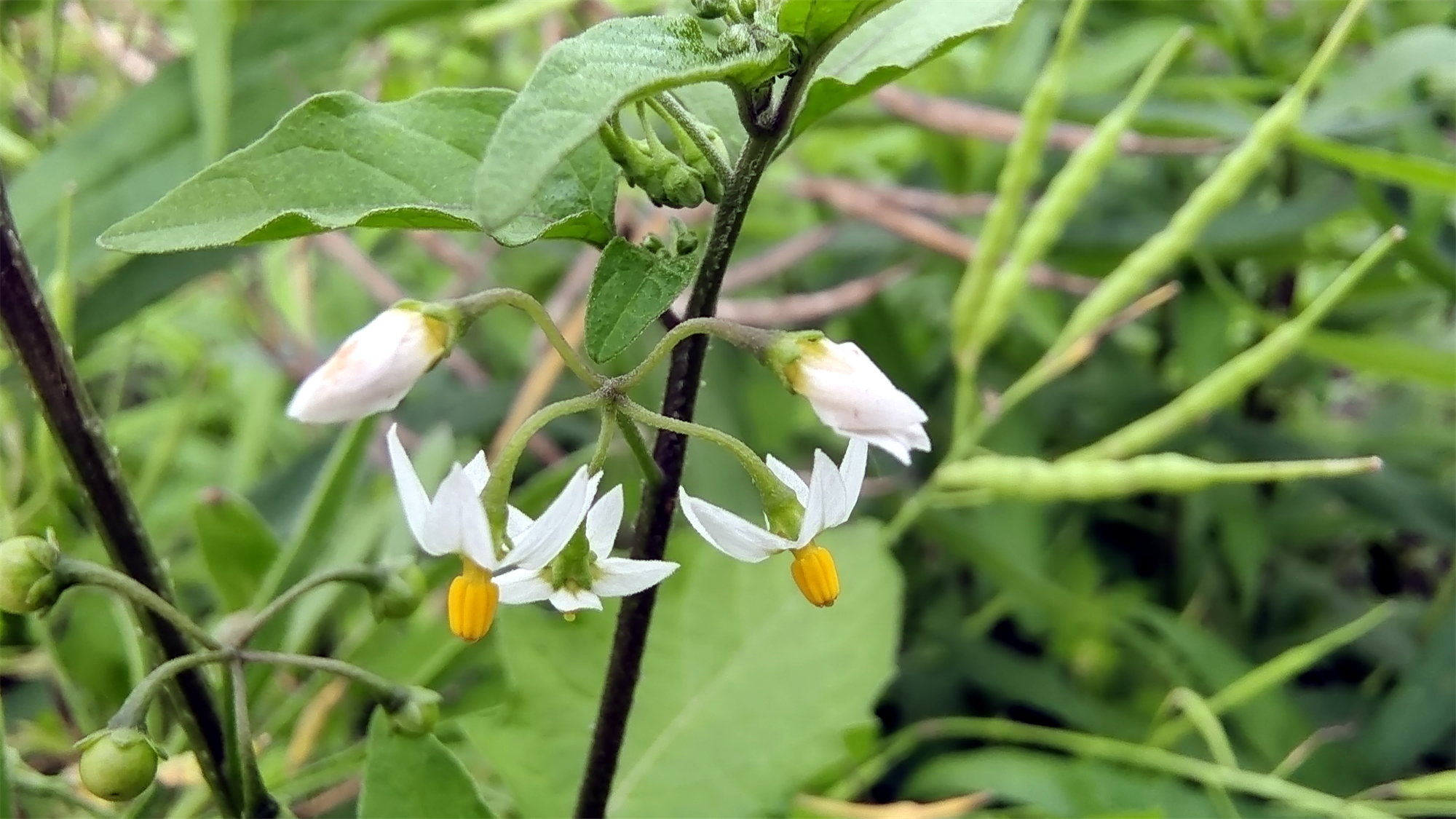 龙葵花开花的样子图片