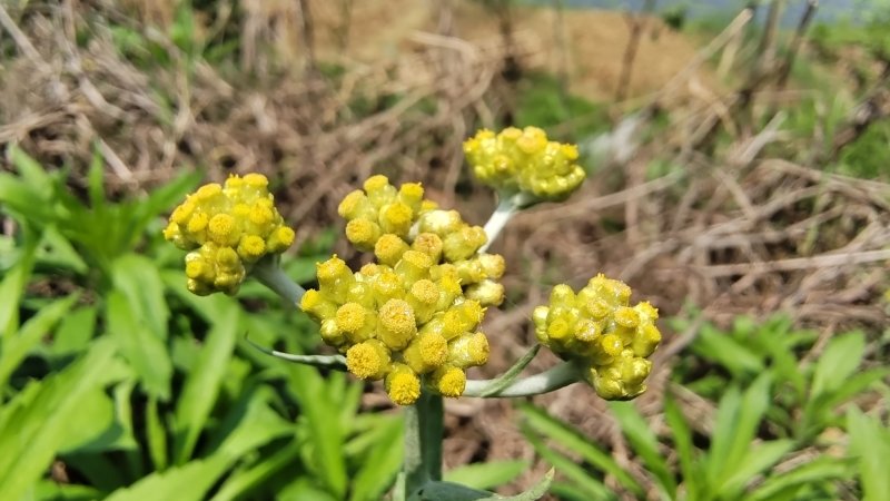 美丽吉安之赏花系列:金黄的拟鼠麹草 - 上游新闻