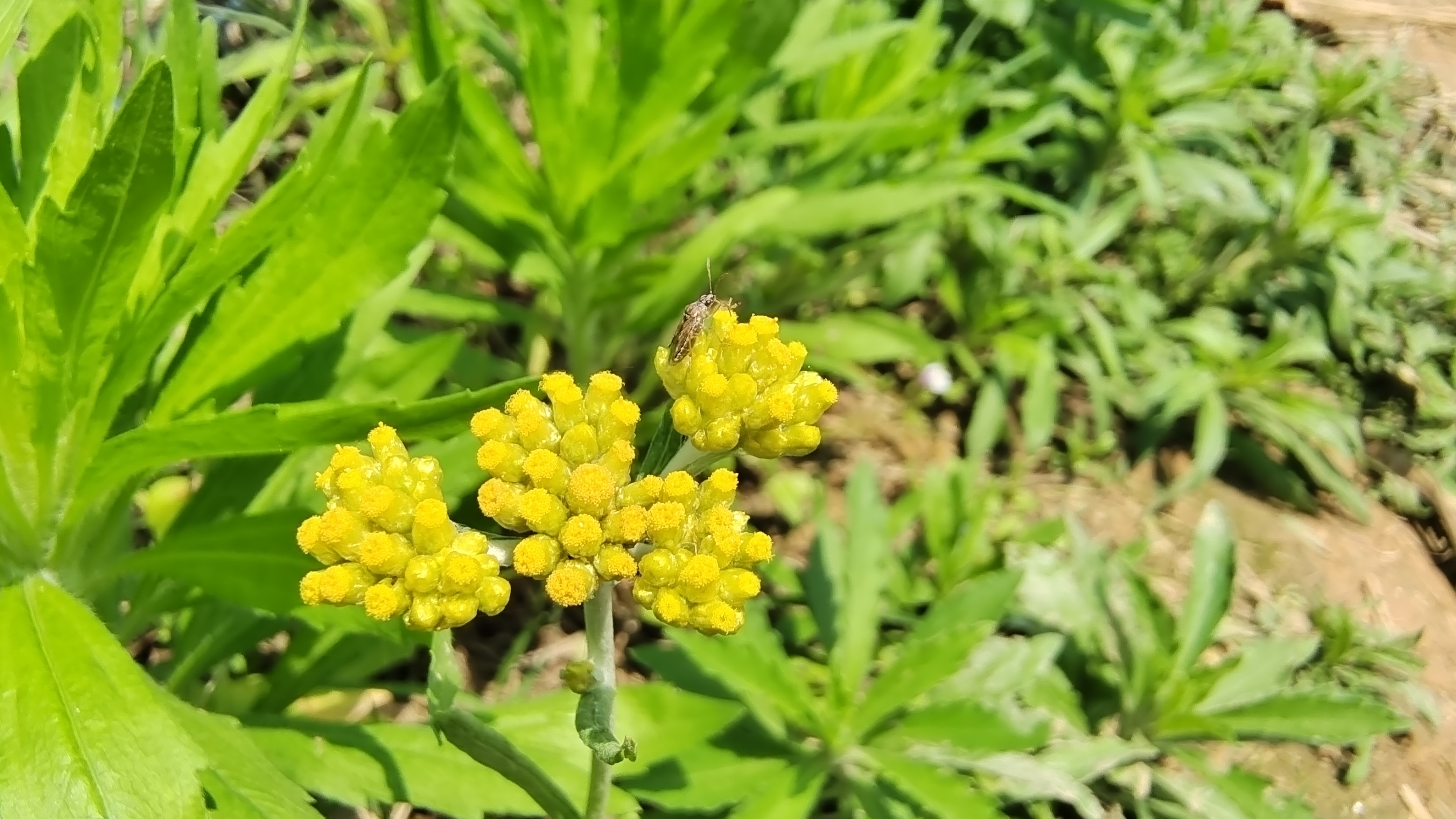 美丽吉安之赏花系列 金黄的拟鼠麹草