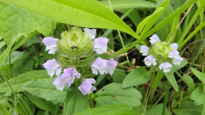 美丽吉安之赏花系列:夏枯草 花开素雅纯洁