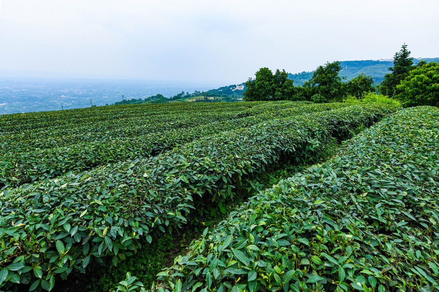 茶山竹海风光美 