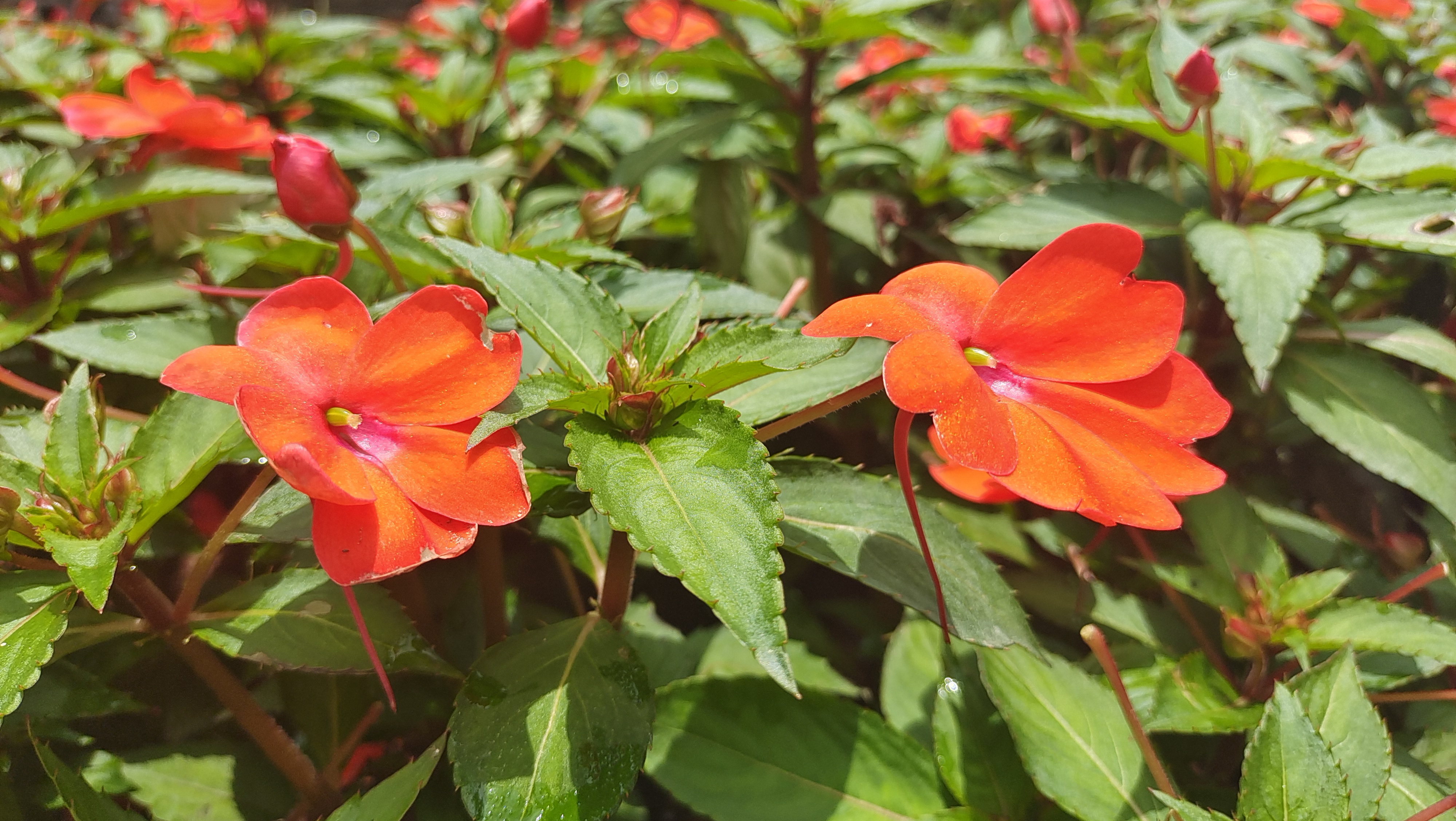 凤仙花图片盛开图片