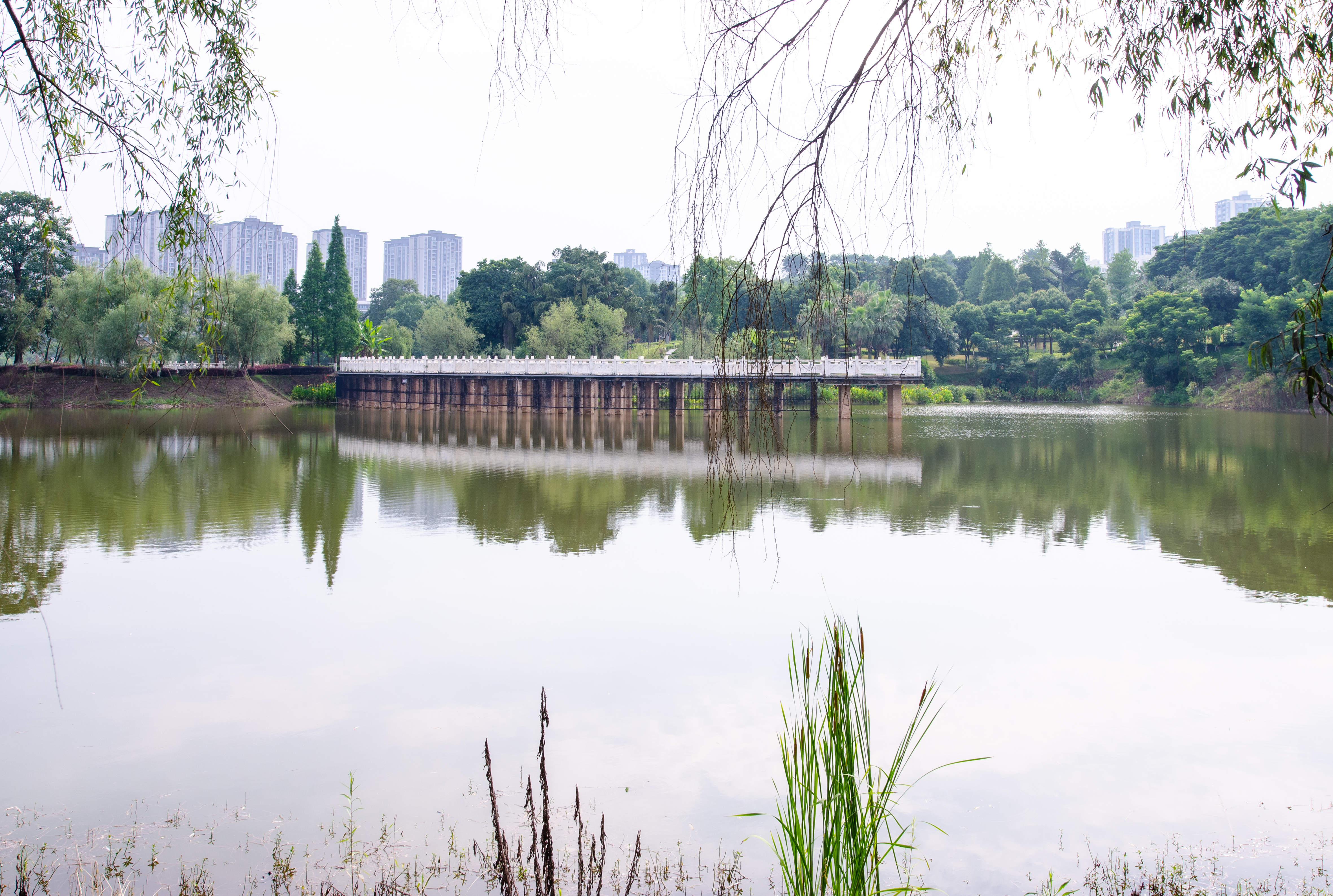 永川凤凰湖公园的盛夏景致