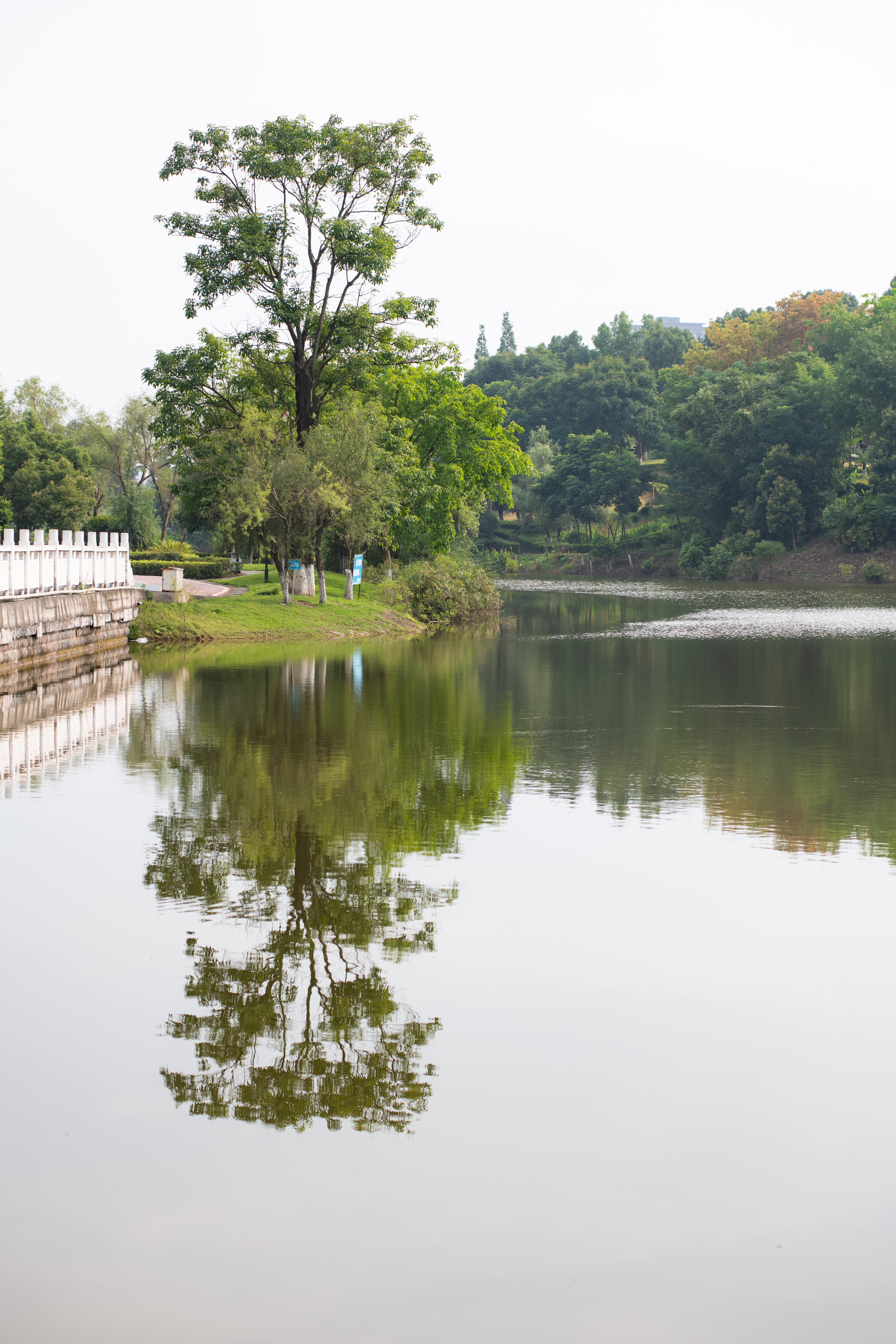 永川凤凰湖公园的盛夏景致