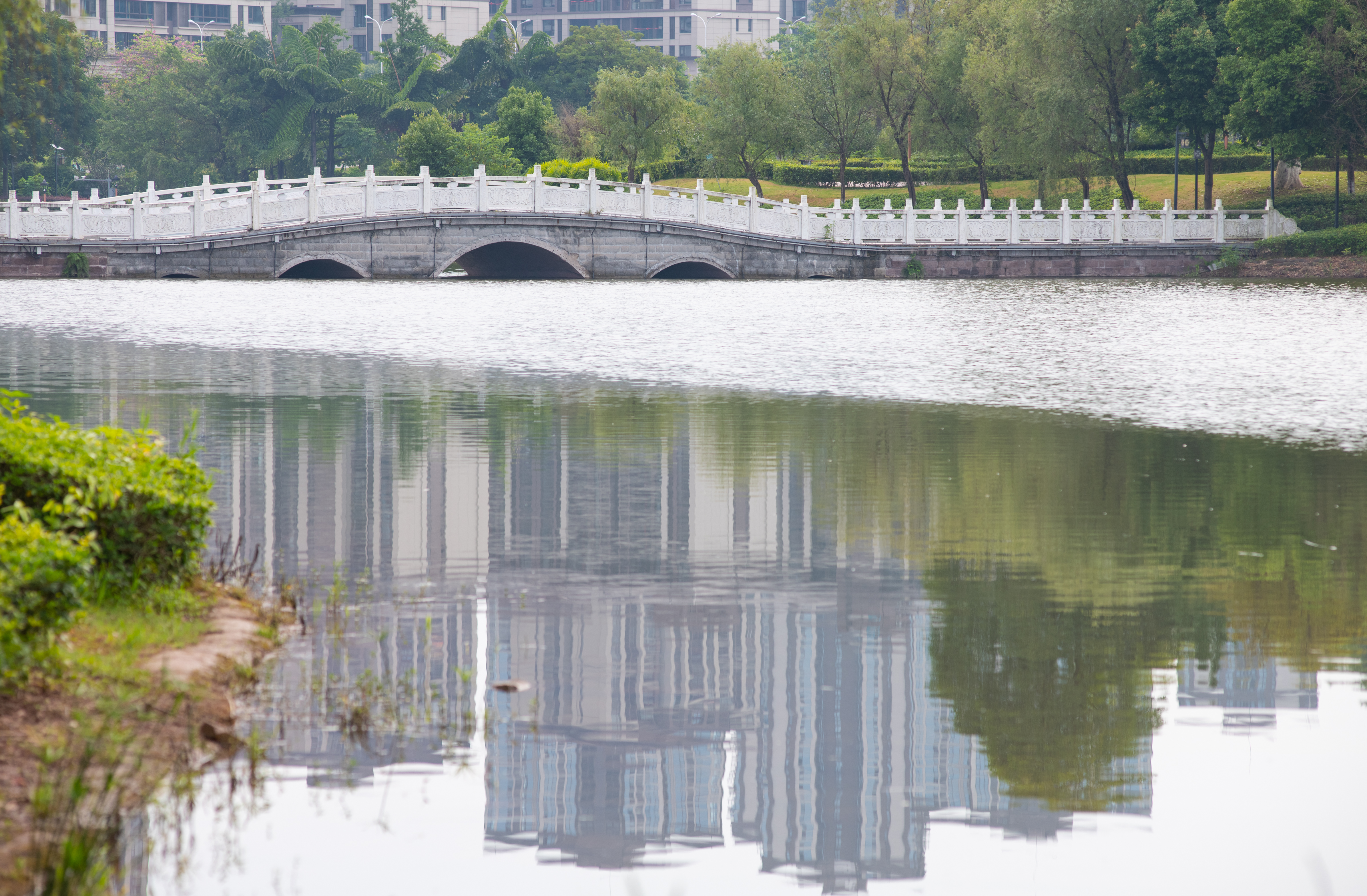 永川凤凰湖公园的盛夏景致