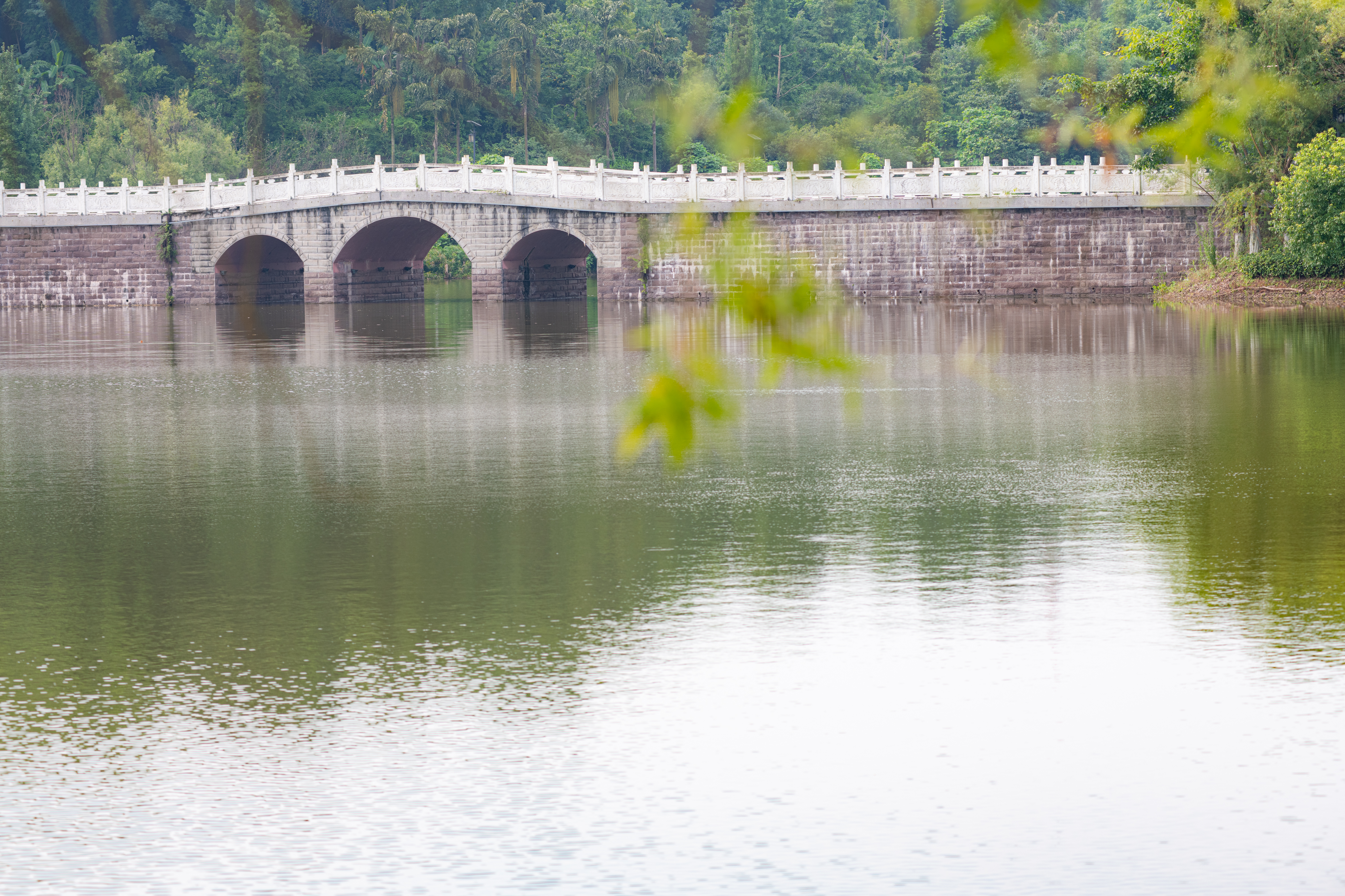 永川凤凰湖公园的盛夏景致