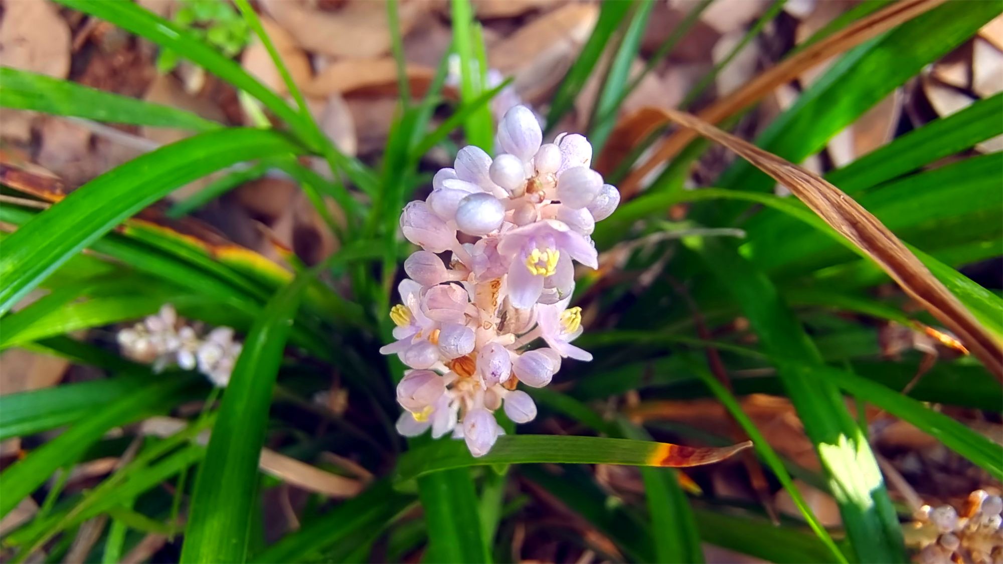 美丽吉安之赏花系列山麦冬花开小巧浪漫