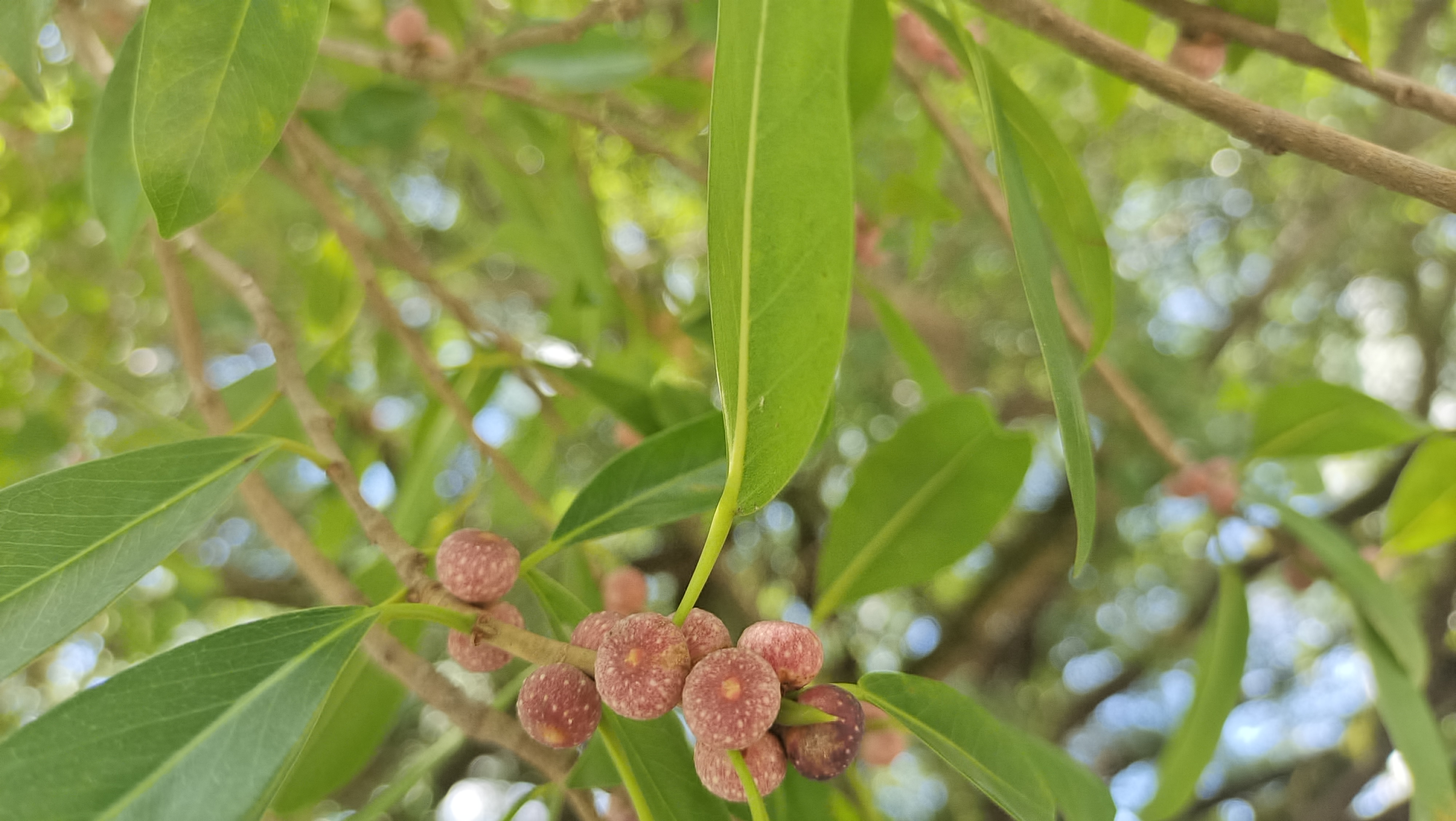 吉安随拍:榕树果实 