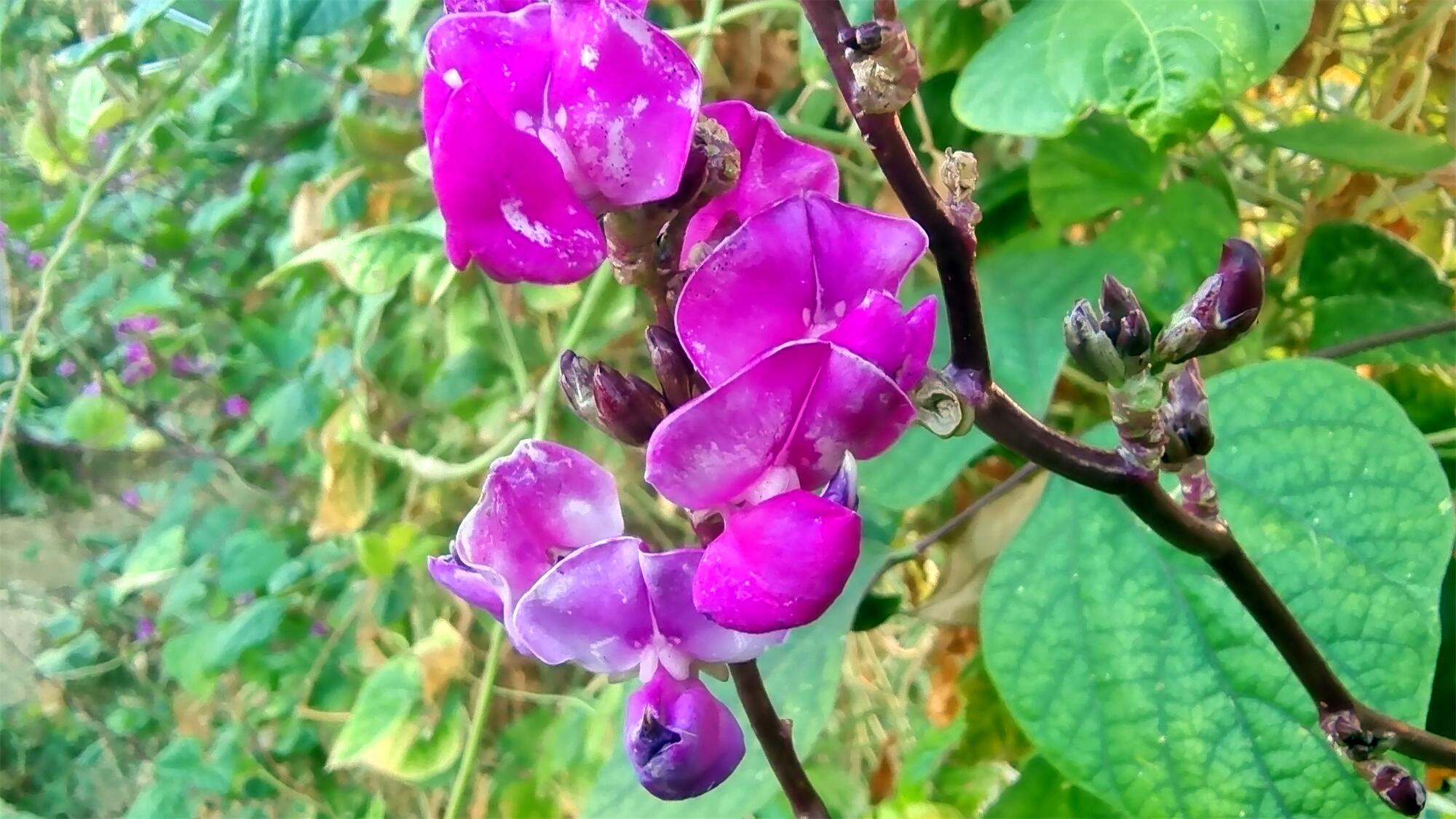 美丽吉安之赏花系列秋日里绽放的娇美扁豆花