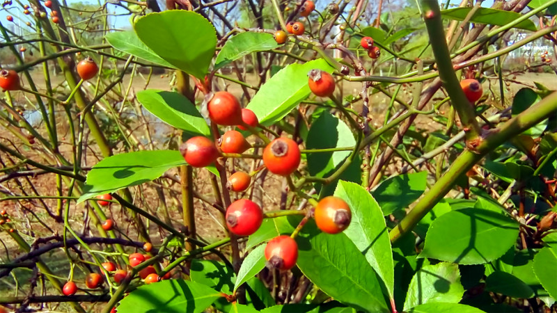美丽吉安之冬韵野蔷薇果子红了