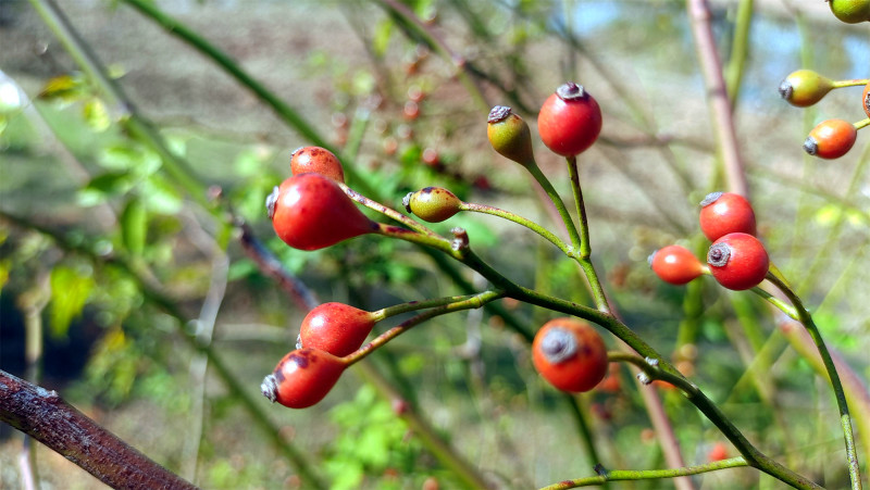 美丽吉安之冬韵野蔷薇果子红了