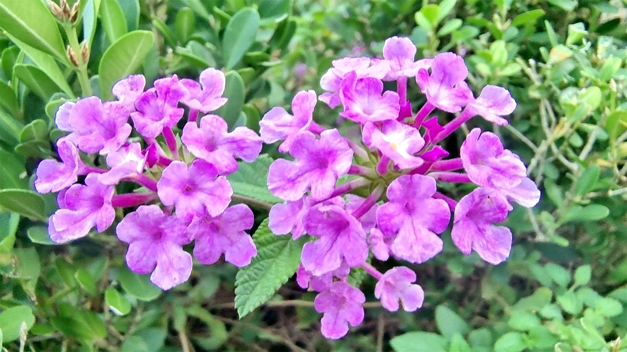 吉安随拍花花草草之蔓马缨丹