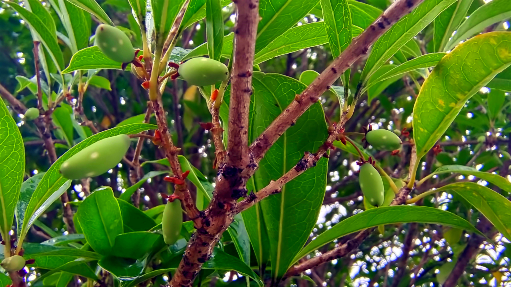 吉安随拍桂花结出的果实你见过吗