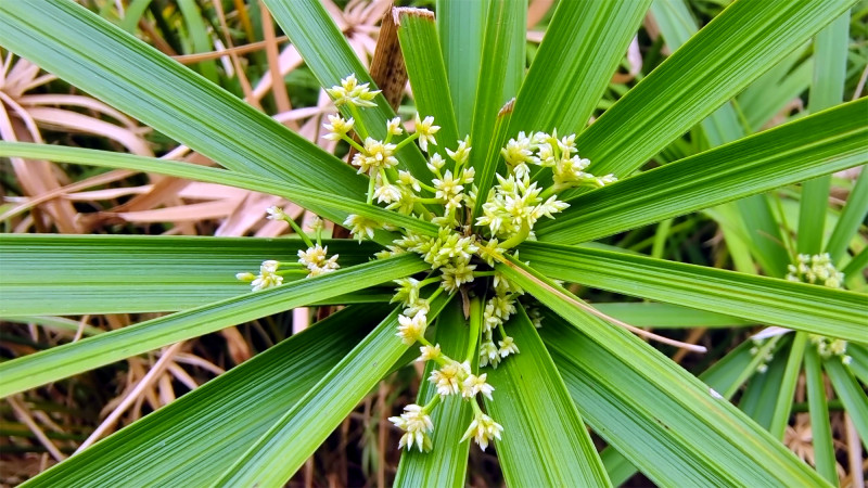 吉安随拍花花草草之风车草