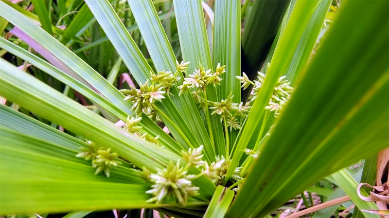 吉安随拍花花草草之风车草