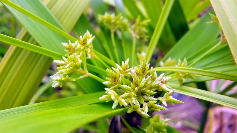 吉安随拍花花草草之风车草