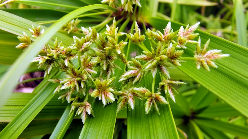 吉安随拍花花草草之风车草