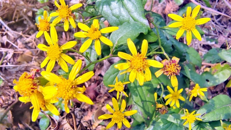 吉安随拍花花草草之千里光