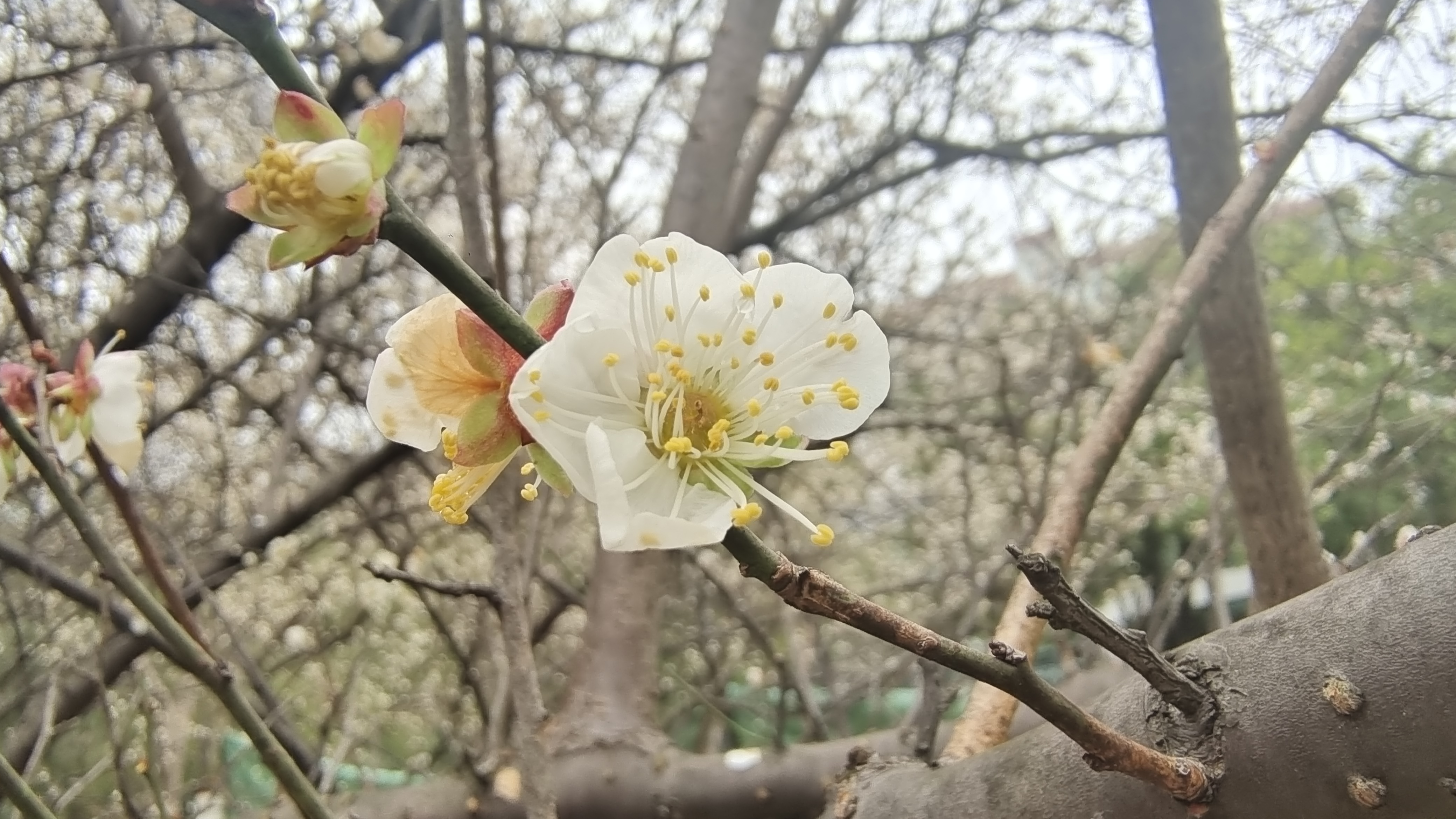 白梅花的样子图片