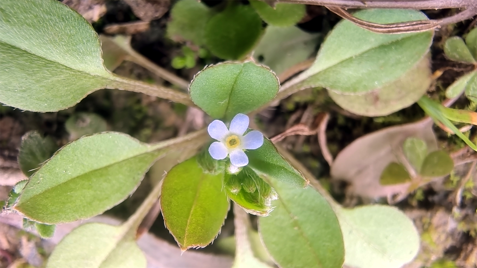 勿忘草和附地菜图片