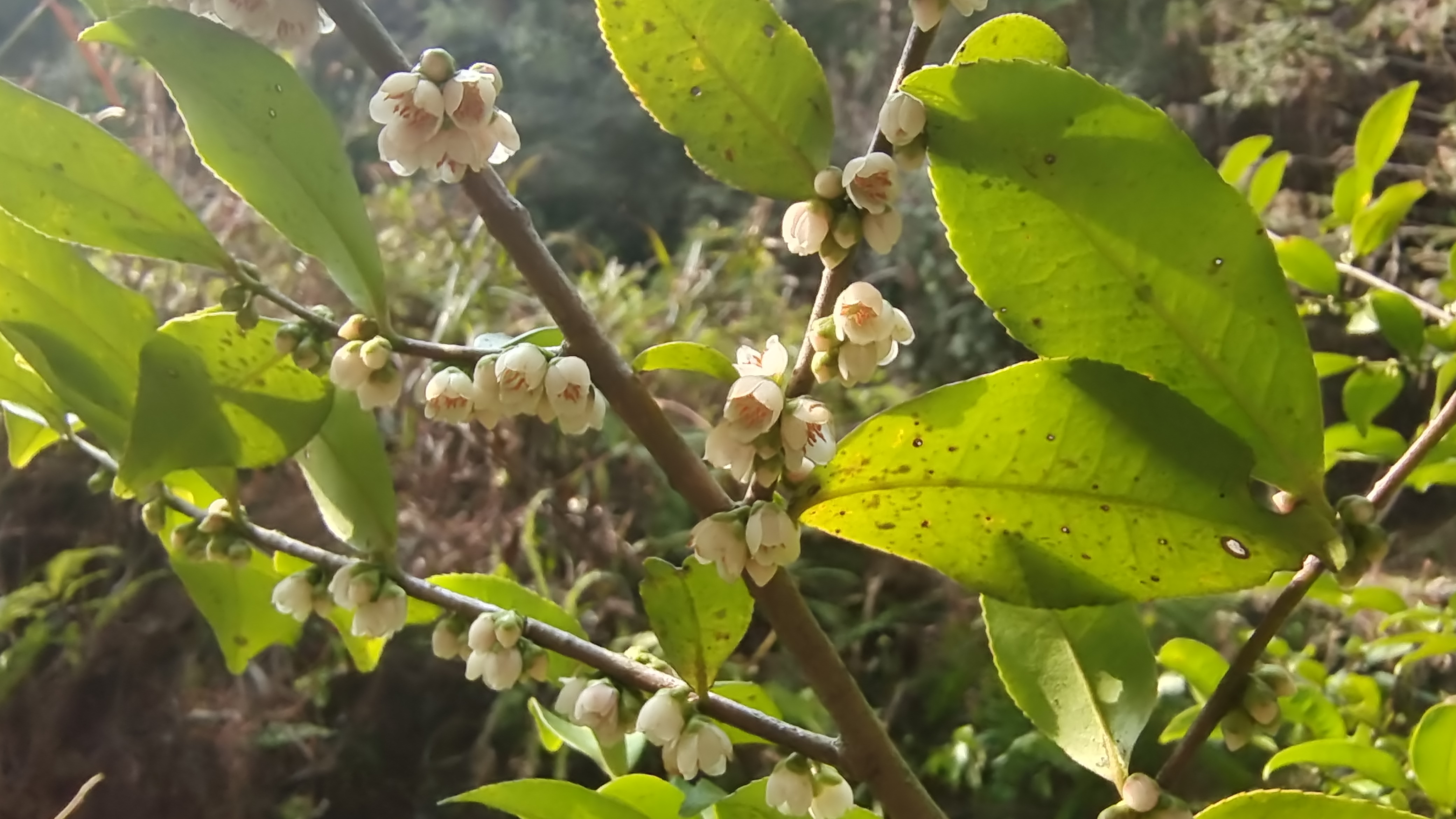 吉安隨拍花花草草之柃木