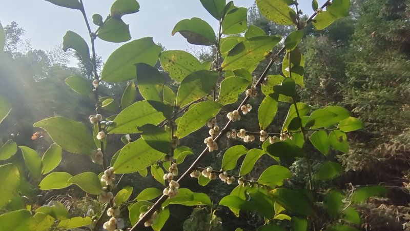 吉安随拍花花草草之柃木