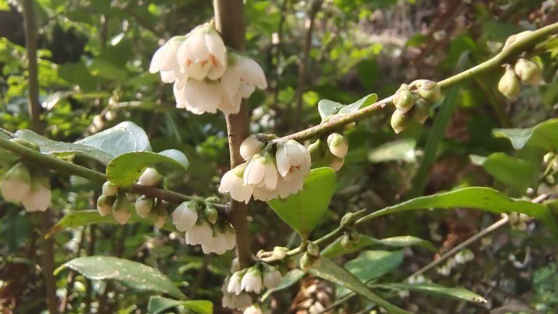 吉安随拍花花草草之柃木