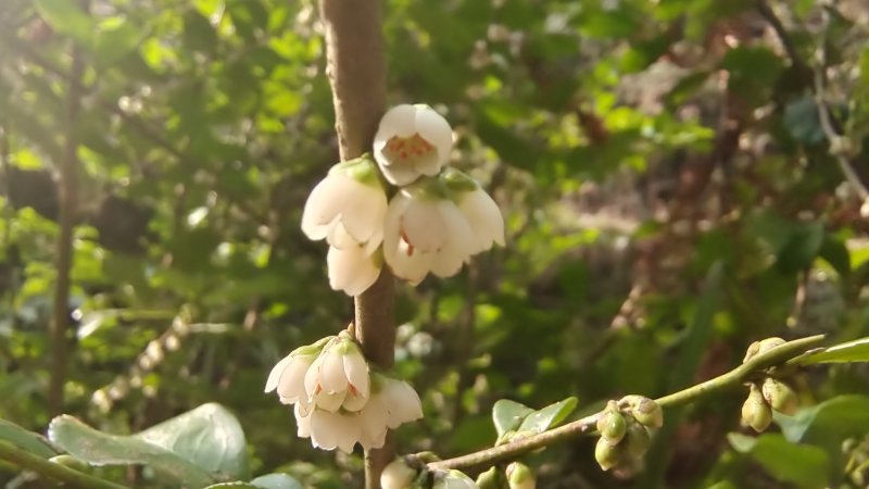 吉安随拍花花草草之柃木
