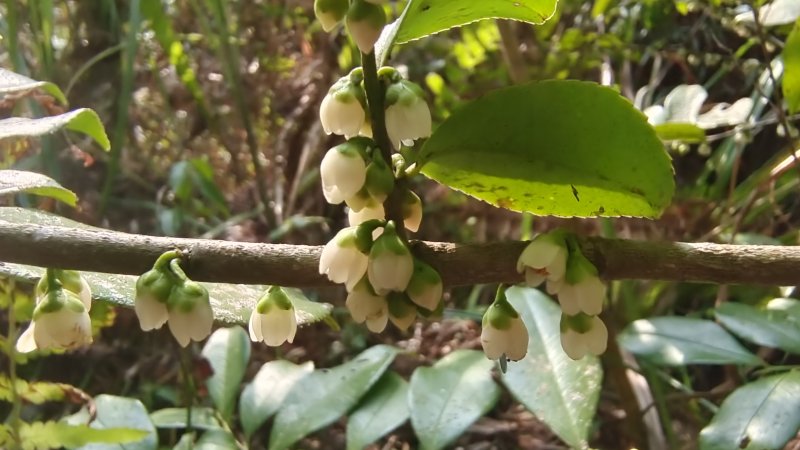 吉安随拍花花草草之柃木