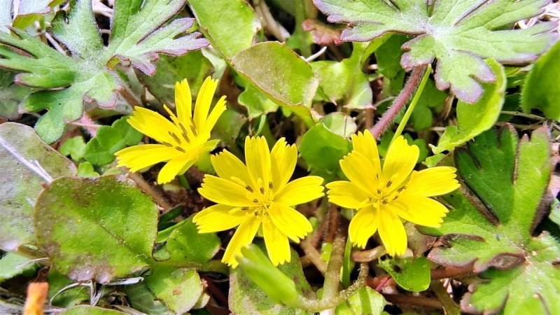 吉安随拍花花草草之稻槎菜