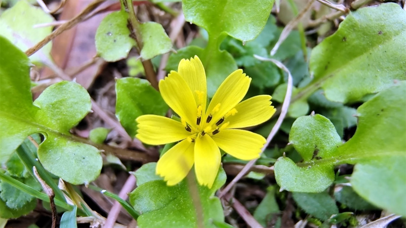 吉安随拍花花草草之稻槎菜