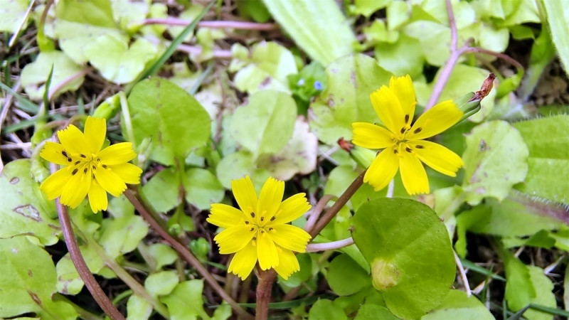 吉安随拍花花草草之稻槎菜