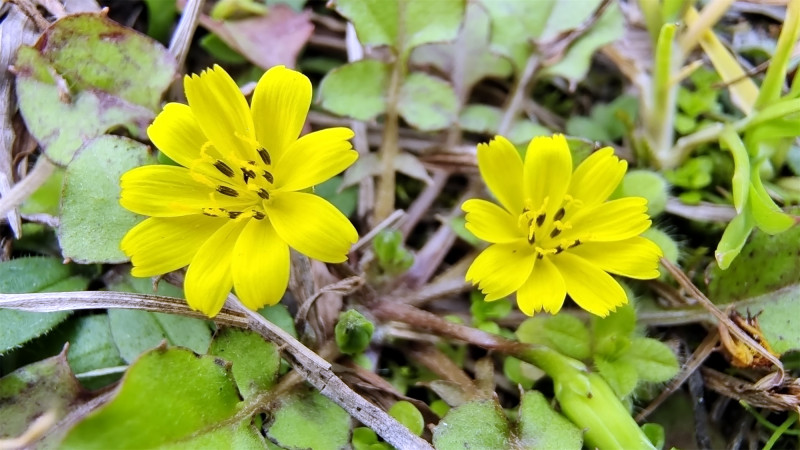 吉安随拍花花草草之稻槎菜