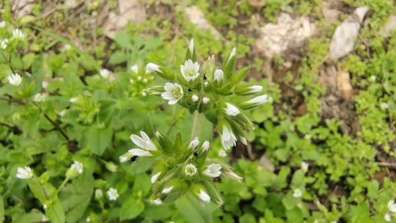 吉安随拍花花草草之球序卷耳