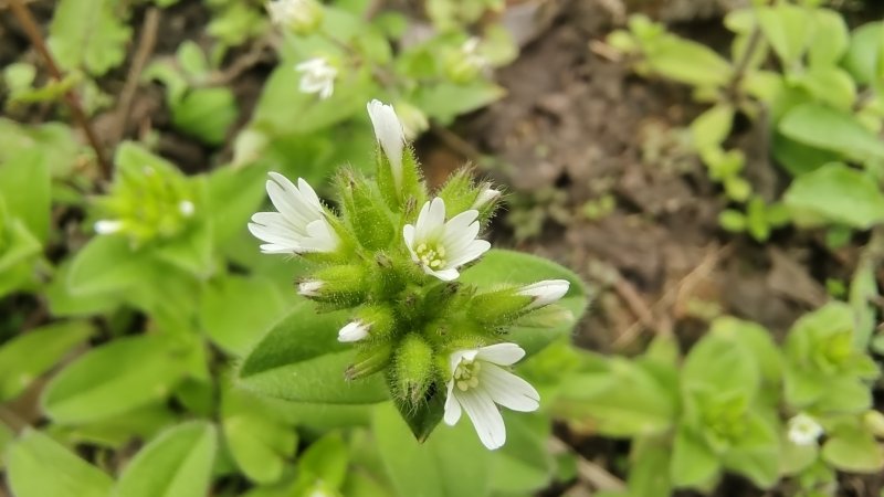 吉安随拍花花草草之球序卷耳