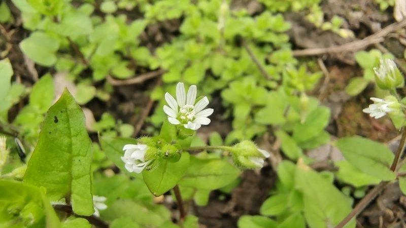 吉安随拍花花草草之球序卷耳