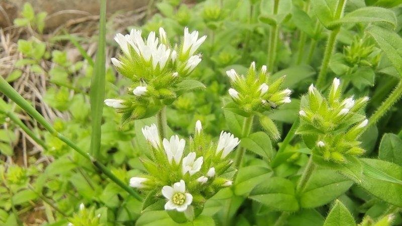 吉安随拍花花草草之球序卷耳