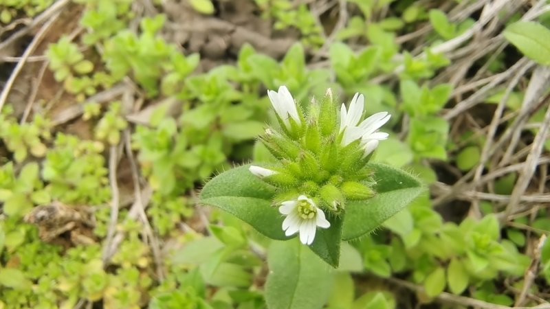 吉安随拍花花草草之球序卷耳
