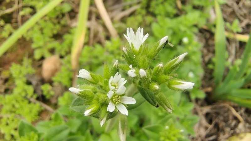 吉安随拍花花草草之球序卷耳