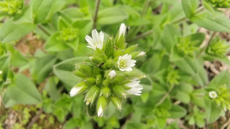吉安随拍花花草草之球序卷耳