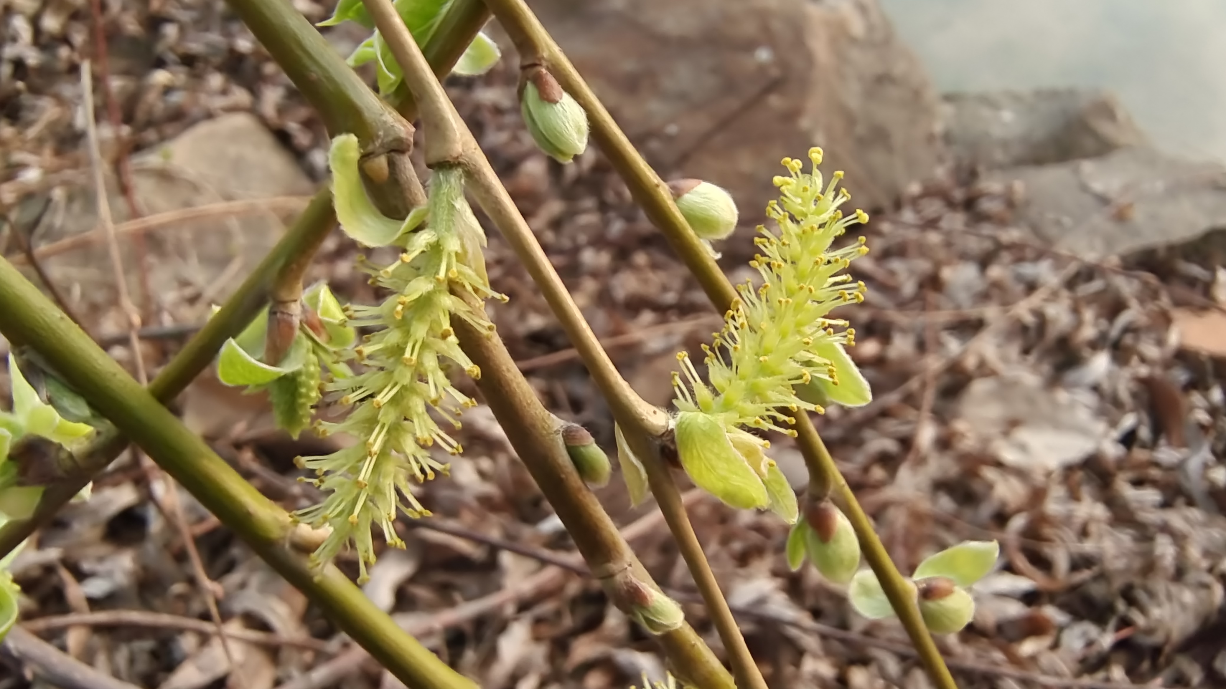 吉安随拍 花花草草之春天的柳花吉安随拍 花花草草