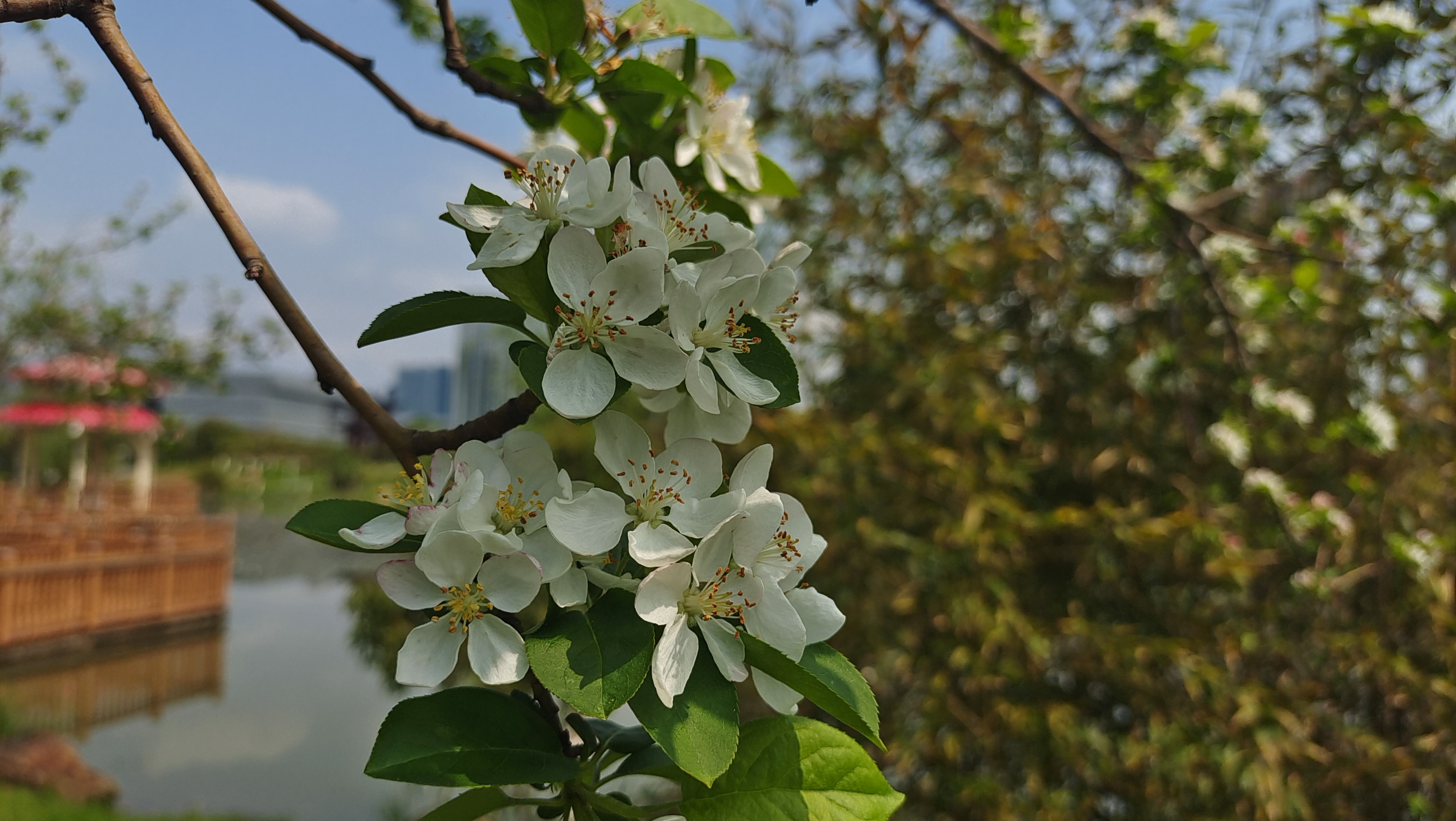 开白花的垂丝海棠图片