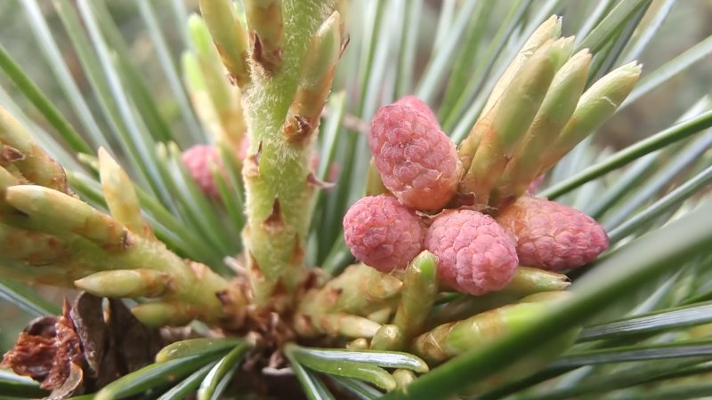 吉安随拍黑松的松花