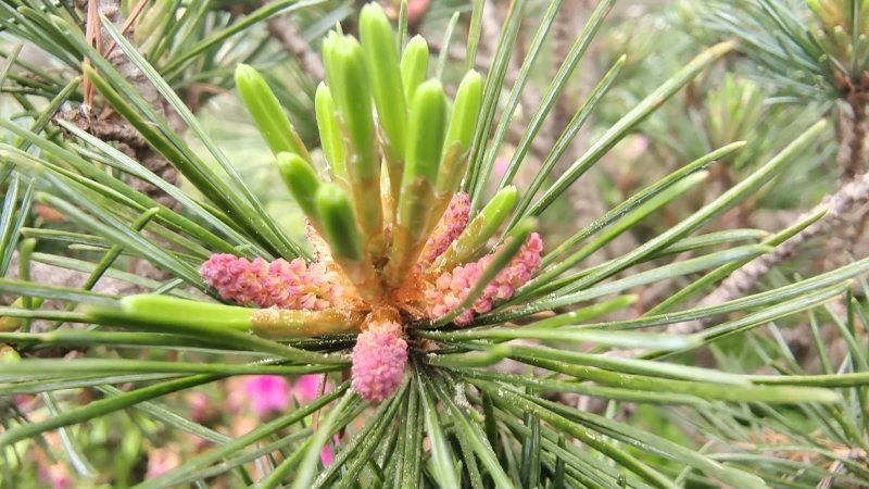 吉安随拍黑松的松花