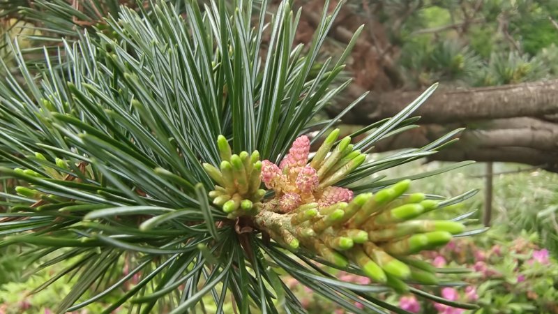 吉安随拍黑松的松花