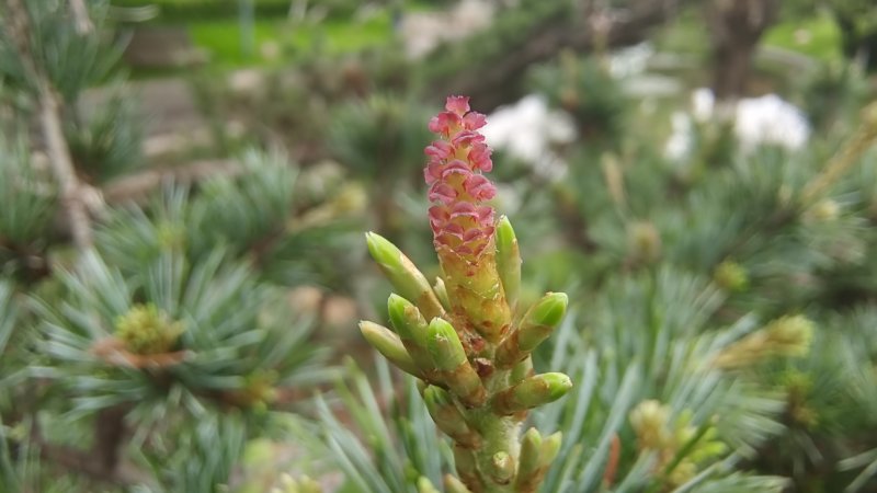 吉安随拍黑松的松花