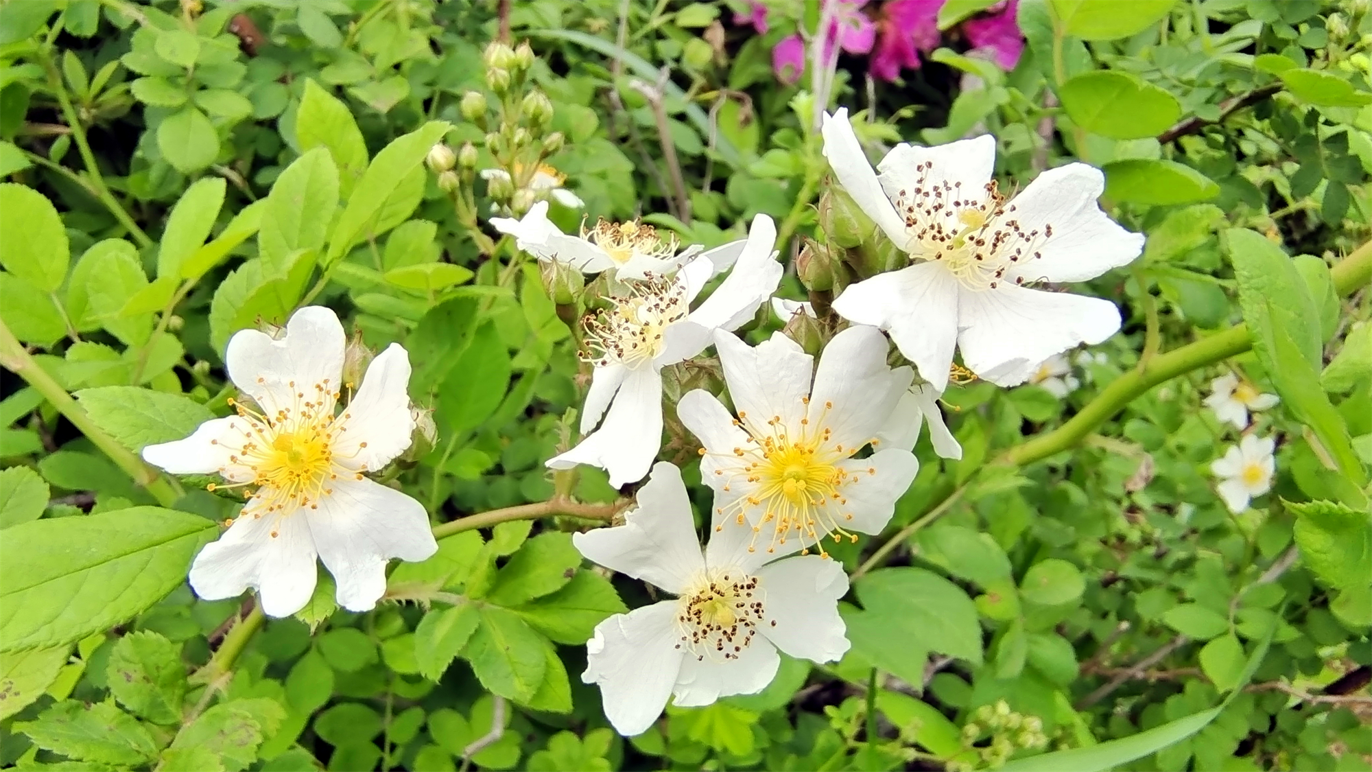 吉安赏花城南白鹭园赏白色野蔷薇花