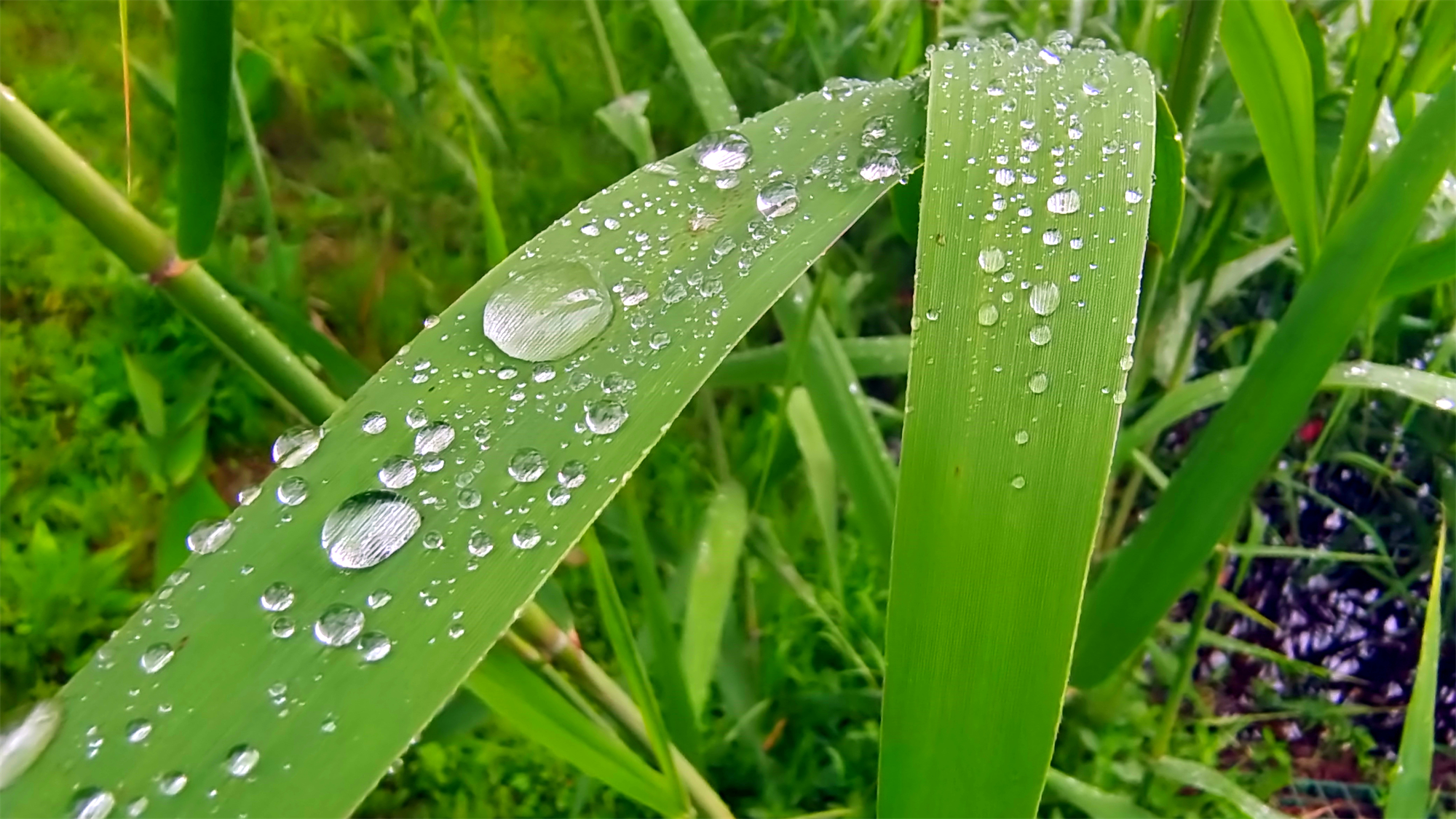 吉安随拍 芦苇叶上的雨滴吉安随拍 芦苇叶上的雨滴