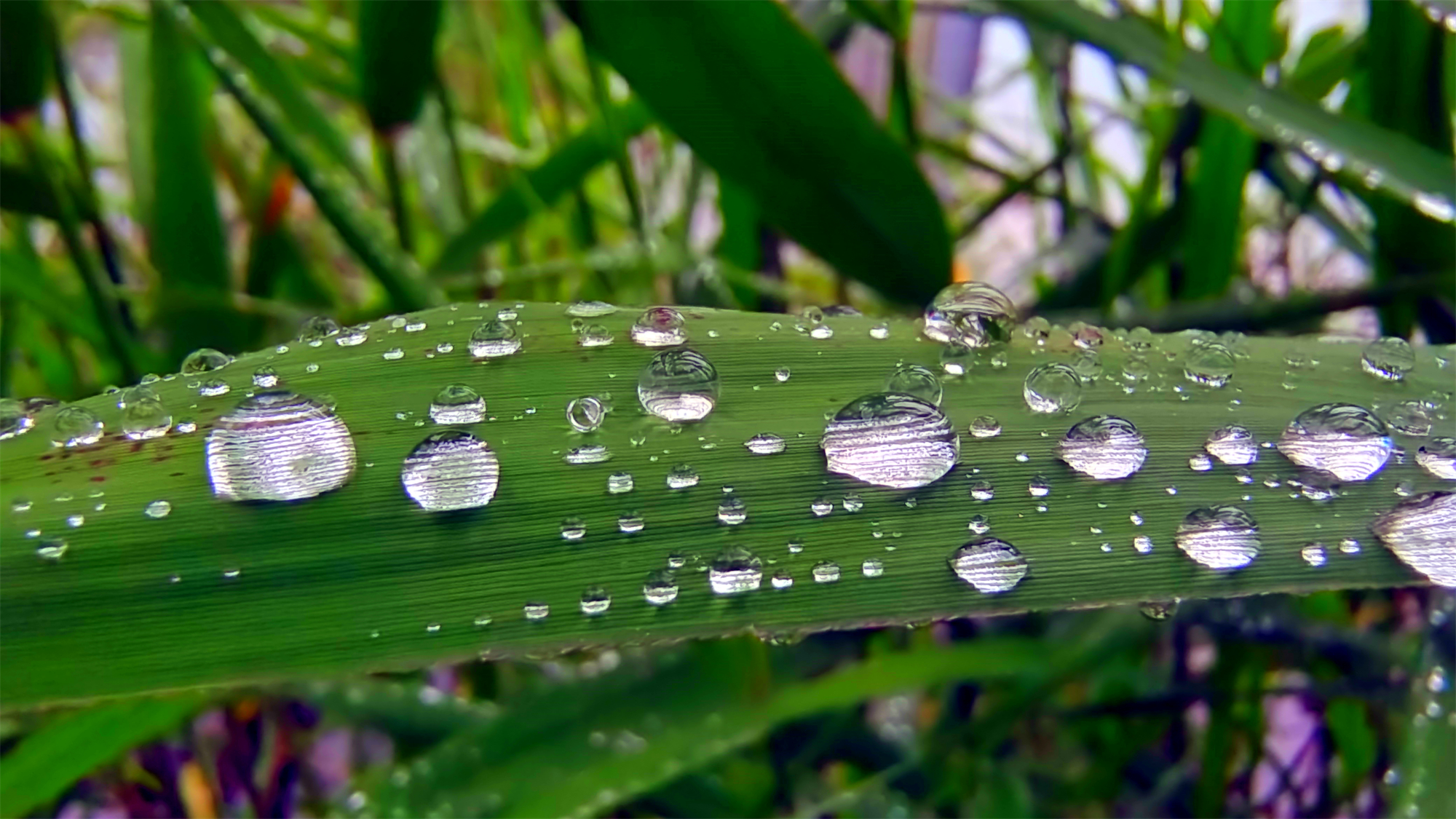 吉安随拍芦苇叶上的雨滴